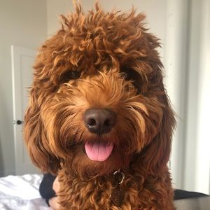 Meet your Posher, Leyla